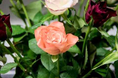 Rosa Rose Foto stock