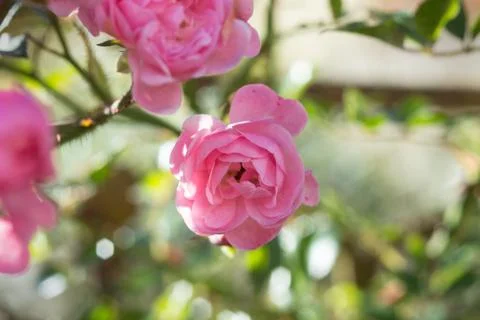 Rosa Rose Stock Photos