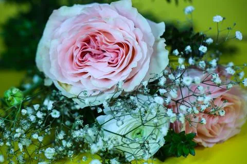 Rosa Rose Stock Photos