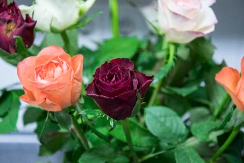 Rosa Rot Stock Photos