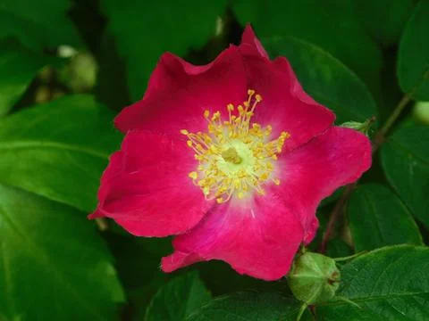Rosa Setigera Stock Photos