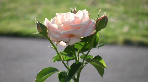 Rosa Sheer Elegance roses gently sway in wind (High Definition) Stock Footage 360461