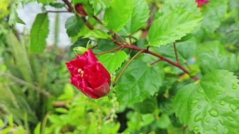 Rosa sinensis flower Stock-Footage 319518719