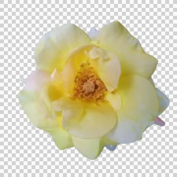 Rosa sunprite Stock Photos