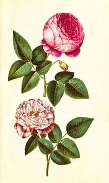 Rosa x centifolia centifolia rose garden rose and Rosa gallica versicolor Stock Illustration