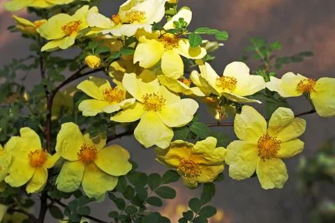 Rosa xanthina Stock Photos