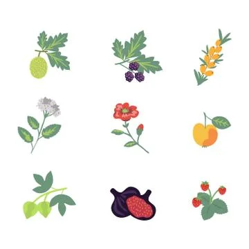 Rosales plants set Stock Illustration