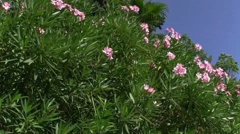 Rosalia Stock Footage 8601313