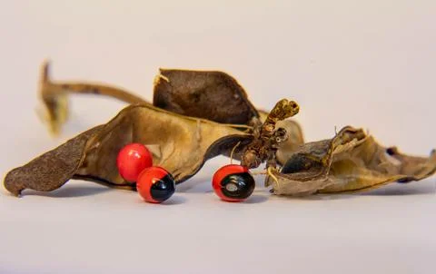 Rosary pea Stock Photos