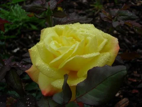 Rose 001 Stock Photos