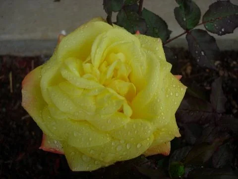 Rose 003 Stock Photos