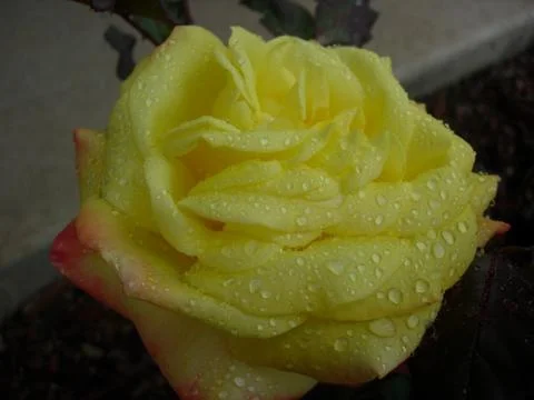 Rose 004 Stock Photos