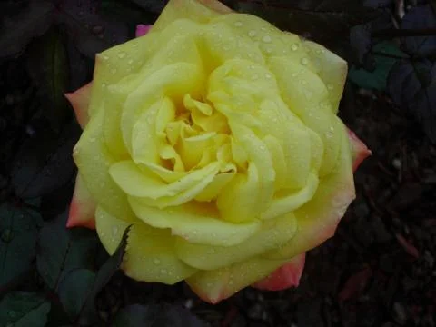 Rose 007 Stock Photos
