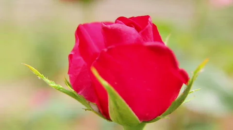 Rose 01 스톡 동영상 790163