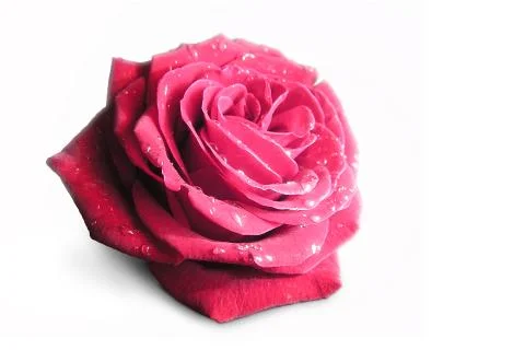 Rose 01 Stock Illustration