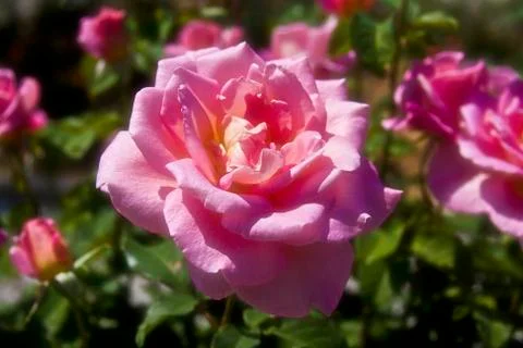 Rose 01 Stock Photos