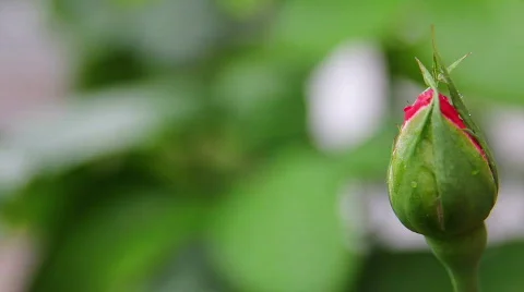 Rose 02 스톡 동영상 793205