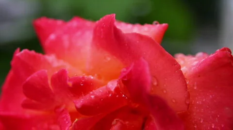 Rose 03 Stock Footage 793207