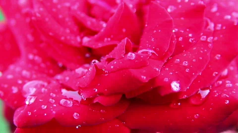 Rose 05 스톡 동영상 793215