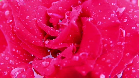 Rose 06 Stock Footage 793219