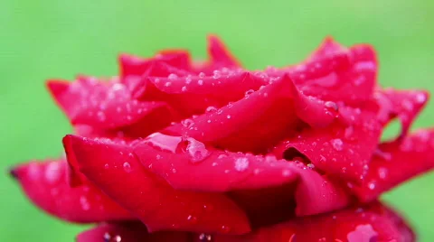 Rose 07 스톡 동영상 793227