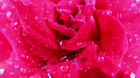 Rose 08 스톡 동영상 793231