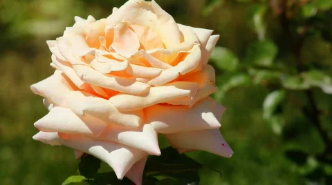 Rose 1 Video stock 859616