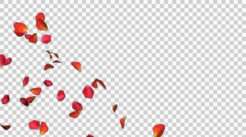 Rose 1 Stock Footage 55557541