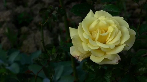 Rose 1 스톡 동영상 82256710