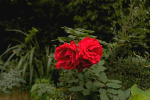Rose 1 Foto stock