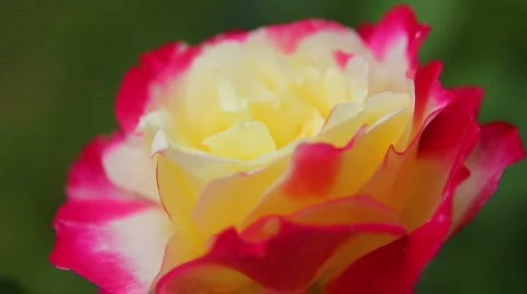 Rose 10 Video stock 795944