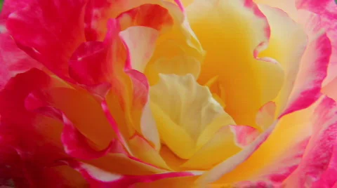 Rose 11 Stock Footage 795945