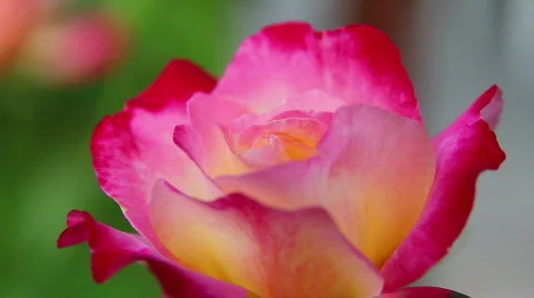 Rose 12 Video stock 795978