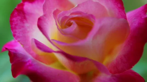 Rose 13 Stock Footage 795980