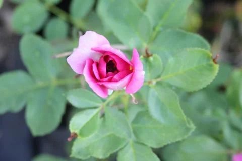 Rose 13 Stock Photos