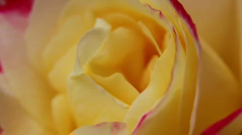 Rose 14 Stock Footage 795983