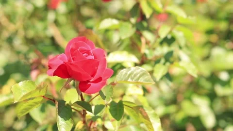 Rose 14 Stock Footage 276568257