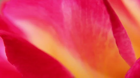 Rose 15 Stock Footage 796337