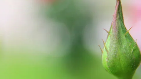 Rose 16 Video stock 796338