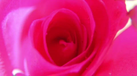 Rose 17 動画素材 796360