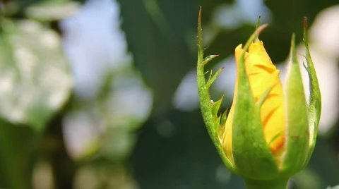 Rose 18 Video stock 796366