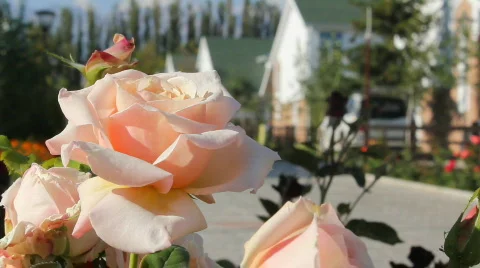 Rose 2 Stock Footage 859617