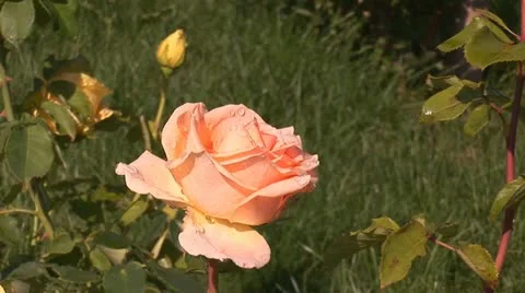 Rose 2 Stock Footage 11320985