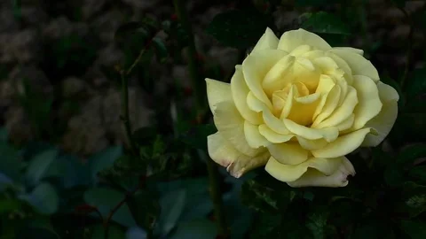 Rose 2 스톡 동영상 82261419