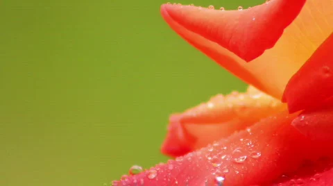 Rose 20 Stock Footage 796618