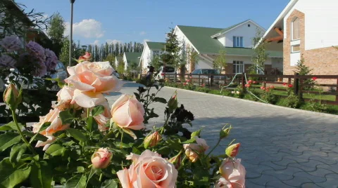 Rose 3 Stock Footage 859618