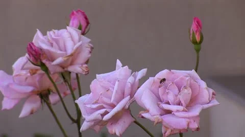 Rose 3 Stock Footage 11320987