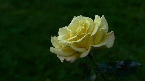 Rose 3 Stock-Footage 82342998