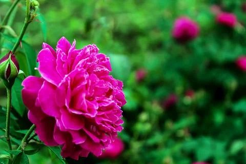 Rose 3 Stock Photos