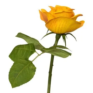 3D Model: Rose 3 Yellow 3D Model ~ Buy Now #90900455 | Pond5